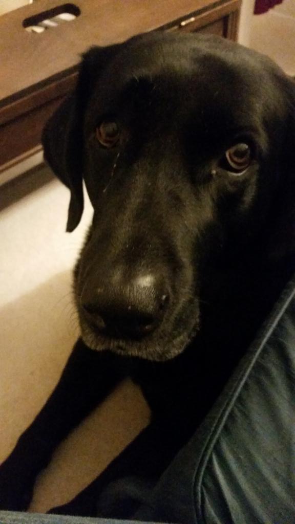 Melissa_Trumbul's tweet photo. Thanks to this guy, I think mine was the scariest house in the block. #goodpuppy #morebarkthanbite https://t.co/l7bT38xrAS