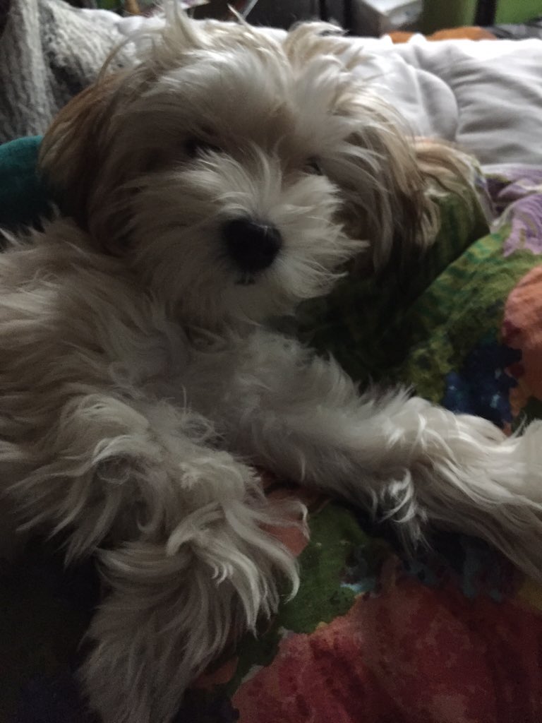 TrebleThePuppy's tweet photo. wat r u looking at https://t.co/29VIqJpkjA