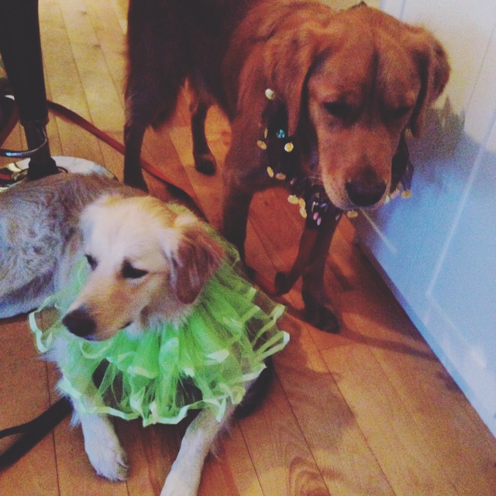 KSDenver's tweet photo. Happy Halloween from Denver and Decker #HappyHalloween #halloween2015 #goldenretrievers https://t.co/YwQOapSEeK