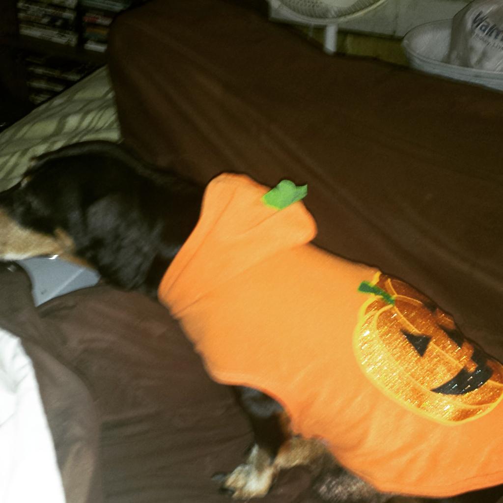 My baby Chico dressed as a pumpkin for '2015