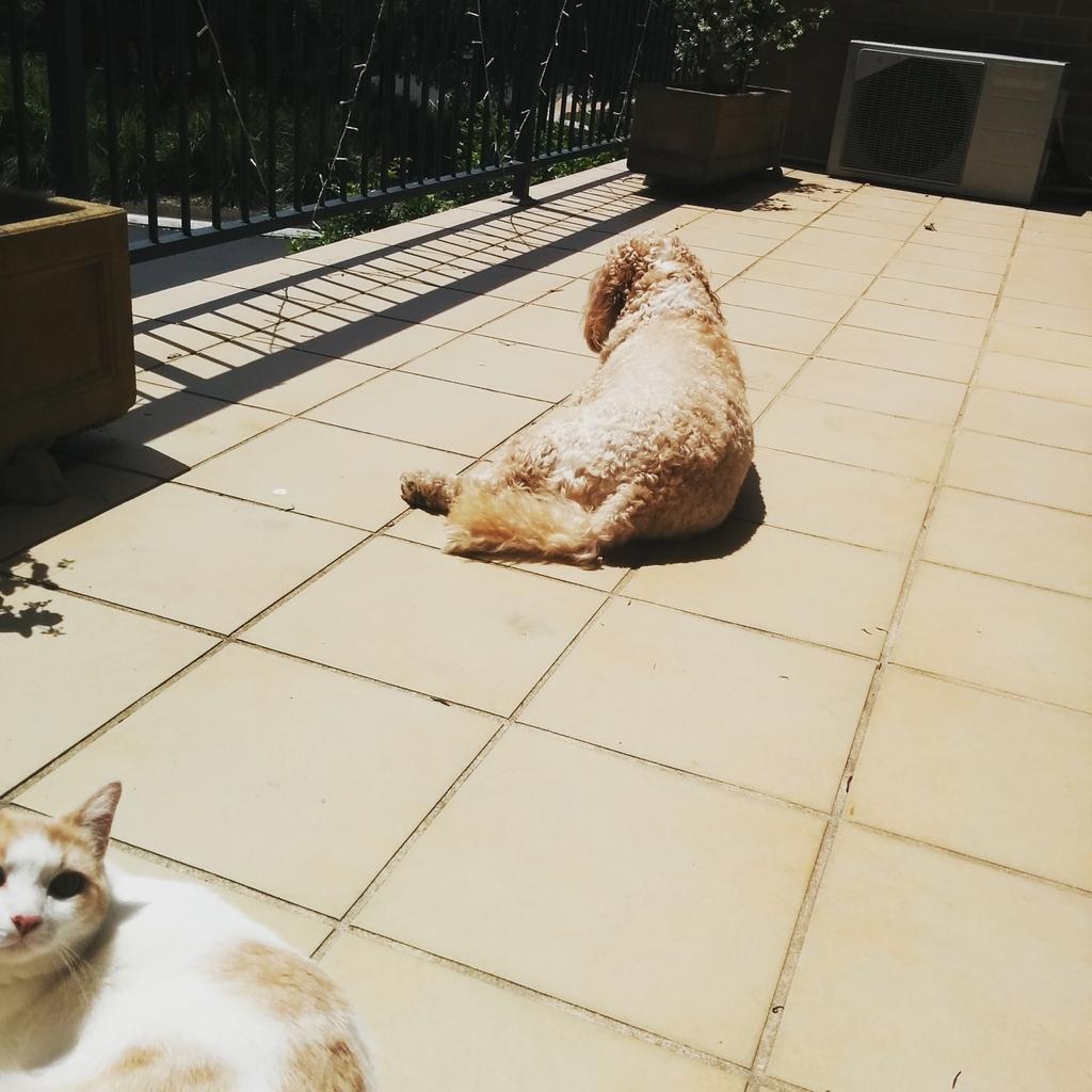Dabbott_16's tweet photo. Brian &amp; Pretzels enjoying this nice Sydney weather.

#spring #sydney #domestichorthair #spoodle #ipetstore https://t.co/T4NTyej5np