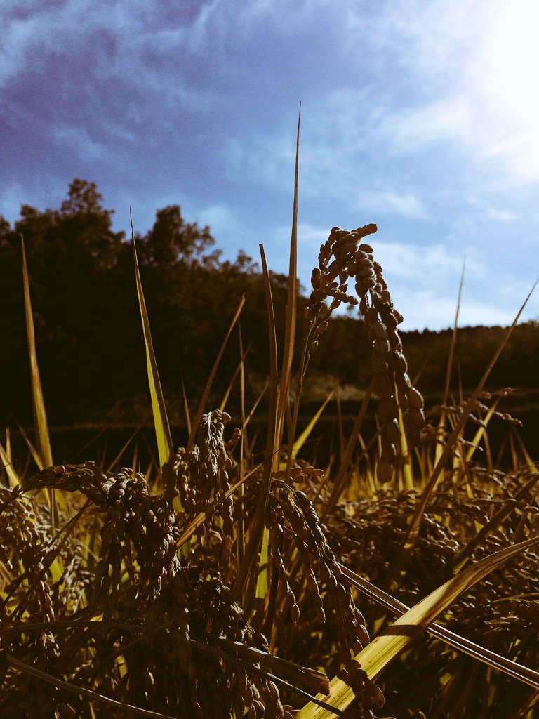 rizlark's tweet photo. 稲刈り、ようやく終了しました。 地域では大トリ。 寒暖の差で旨味が詰まっています。10㌔5000円です✳︎ #有機無農薬栽培 https://t.co/ygOhXpWsKv
