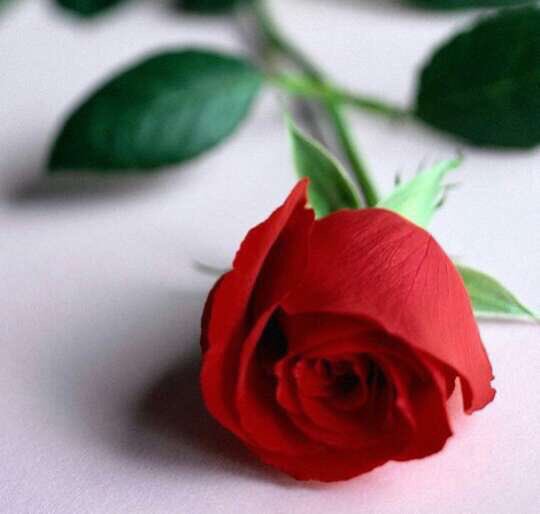 ayot2015's tweet photo. صباح السعادهً https://t.co/3CGge1fl9Y