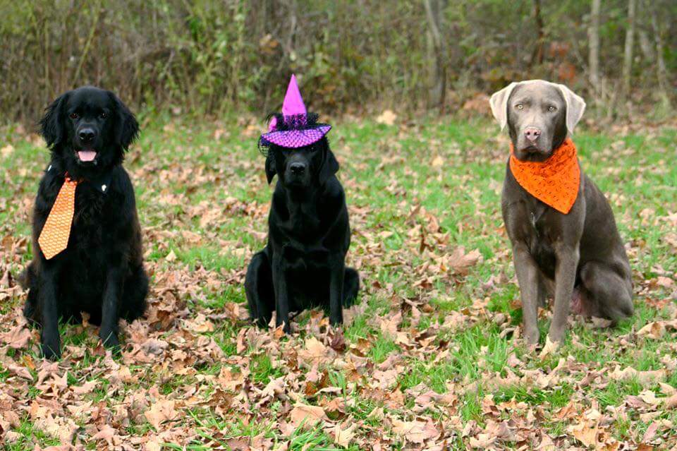 GrandViewK9Care's tweet image. #howlween #HappyHalloween #labradors #labsoftwitter #silverlab #labmix #photoshoot