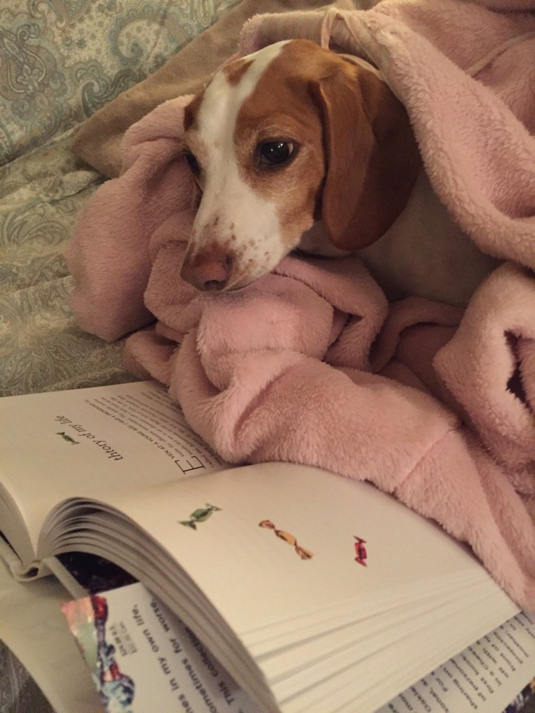 akeenan65's tweet photo. Copper was really, really into Binge @tyleroakley #PetsReadingBinge https://t.co/phtKKiyknl