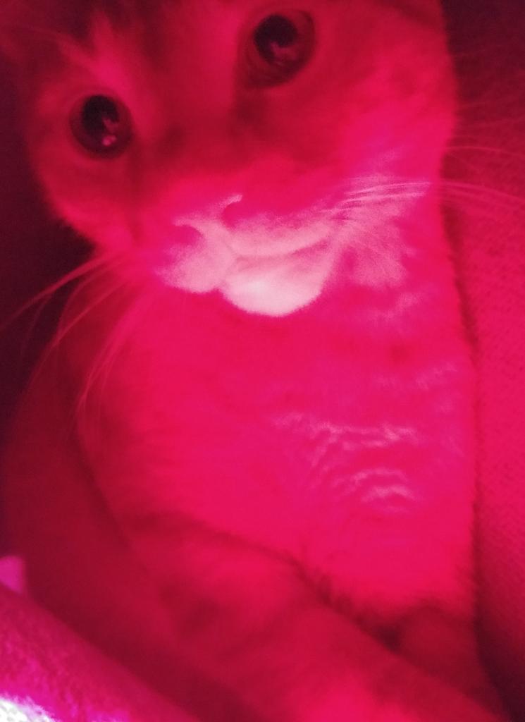 Ajax & Cheetto tweet media