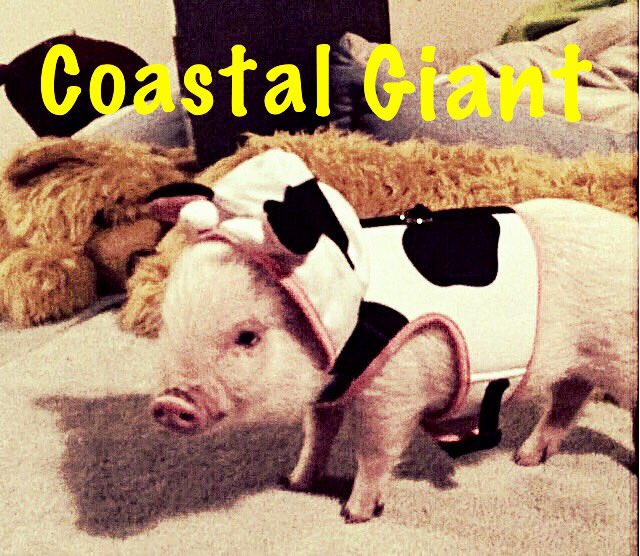 CoastalGiant's tweet photo. Happy Halloween https://t.co/QwsmgnVWdy