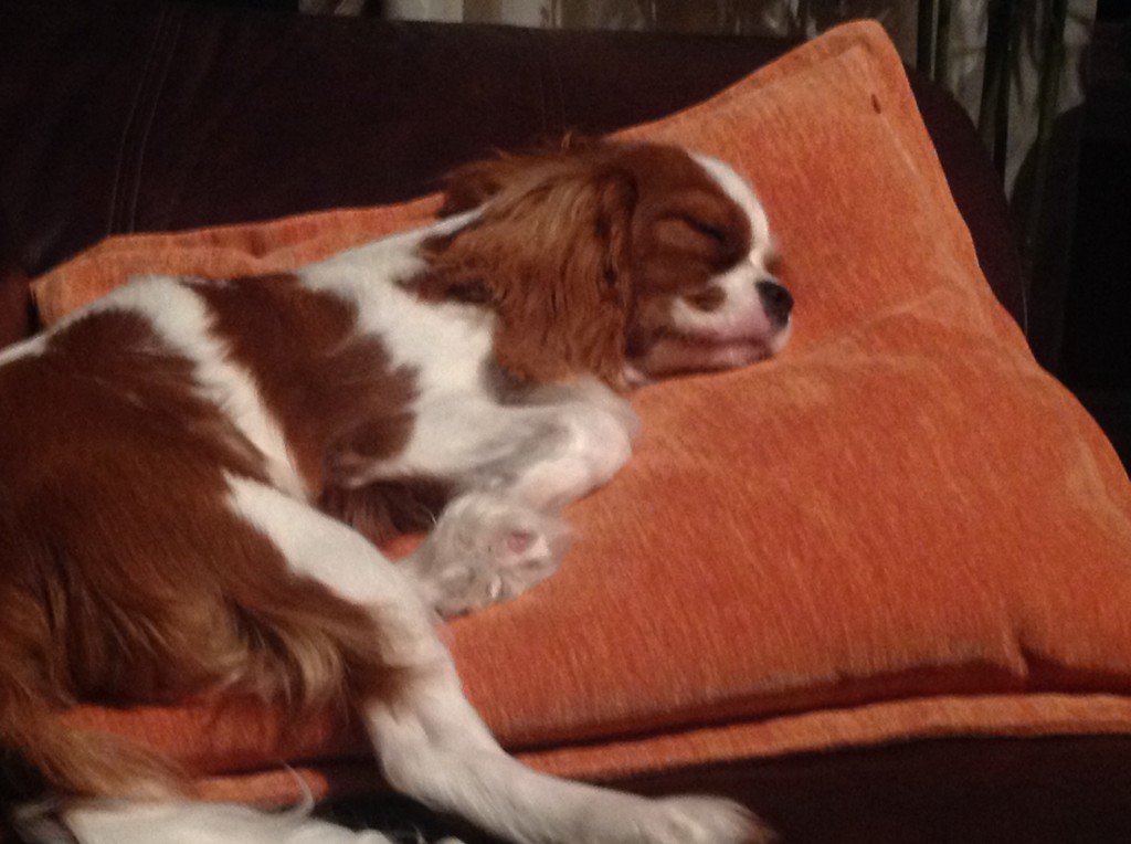 lori_pretty's tweet photo. Following my favorite human Trick or Treating is very tiresome! #marci https://t.co/VUpDuMFv4S