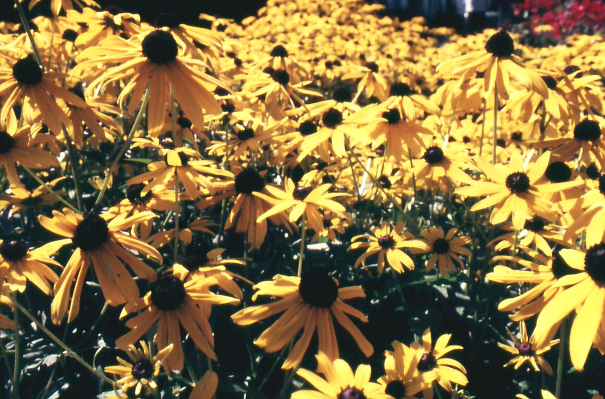 AuthorGusPegel's tweet photo. ⚠ Save the Planet
Look after the BEE's, 🌹🌻 and 🌲🌳
#Plants #garden #environment
For Humanity's sake and our future ‼ https://t.co/Y71pYzGNRX