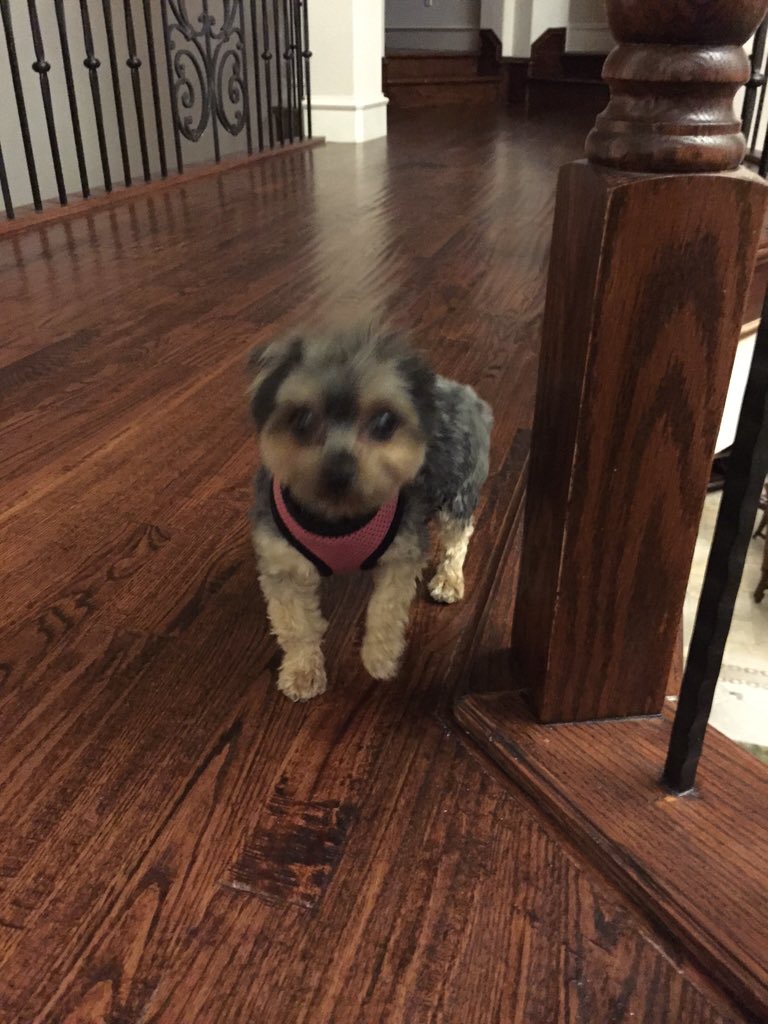 Matrangaj's tweet image. Say hi to Izzy!