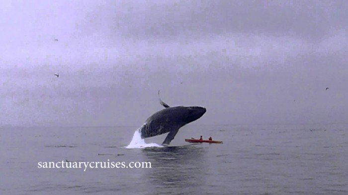 innovanoticias's tweet photo. Ballena jorobada casi aplasta a kayakistas. ¡Ojo! 
VER:https://t.co/Zx3LYDttQK https://t.co/LTyMpk72wy