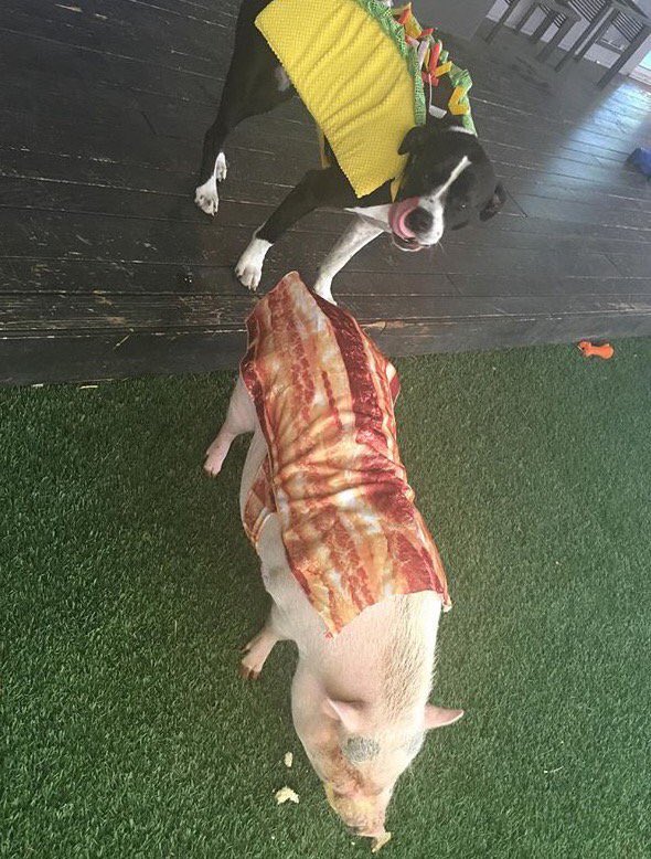 SmilerThing's tweet photo. Casual. A bacon for Halloween LOL #JustMiley https://t.co/VIzxxa61uW