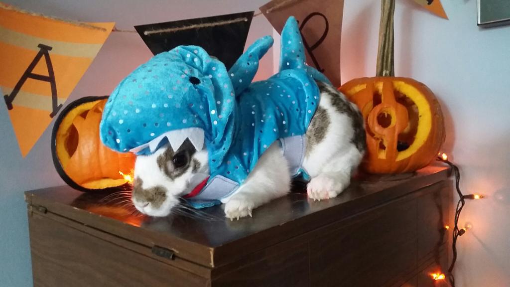 beatprints's tweet image. My bunnyshark💀