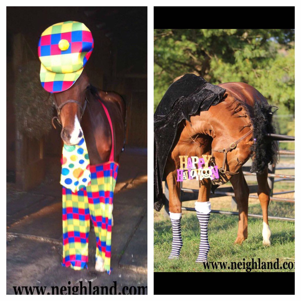 Neighland's tweet image. I hope everyone has/had a wonderful Halloween! #halloween2015 #neighland #neighlandfarm