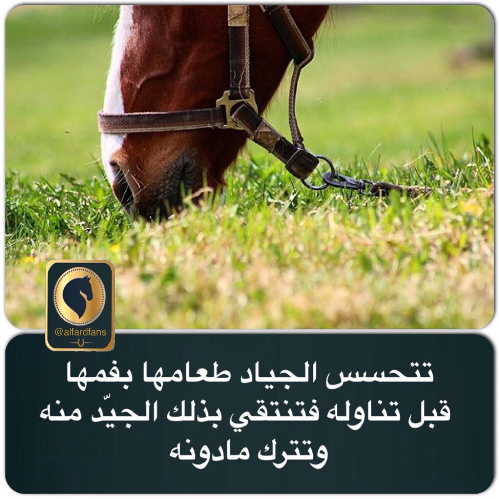 alfardfans's tweet photo. تتحسس الجياد طعامها بفمها قبل تناوله فتنتقي بذلك الجيّد منه وتترك مادونه #صباح_الخيل https://t.co/oi0QIDpCeV