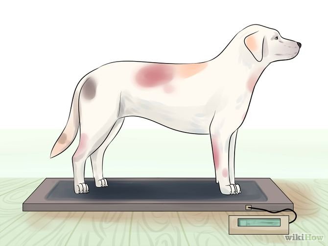 woofsolution1's tweet photo. Tips Menaikkan Brt bdn Anjing Anda yg Kurus
-Menentukan berat badan yg sehat
-Jenis makanan &amp; mknan yg diberikan https://t.co/QtaFsbrbh8