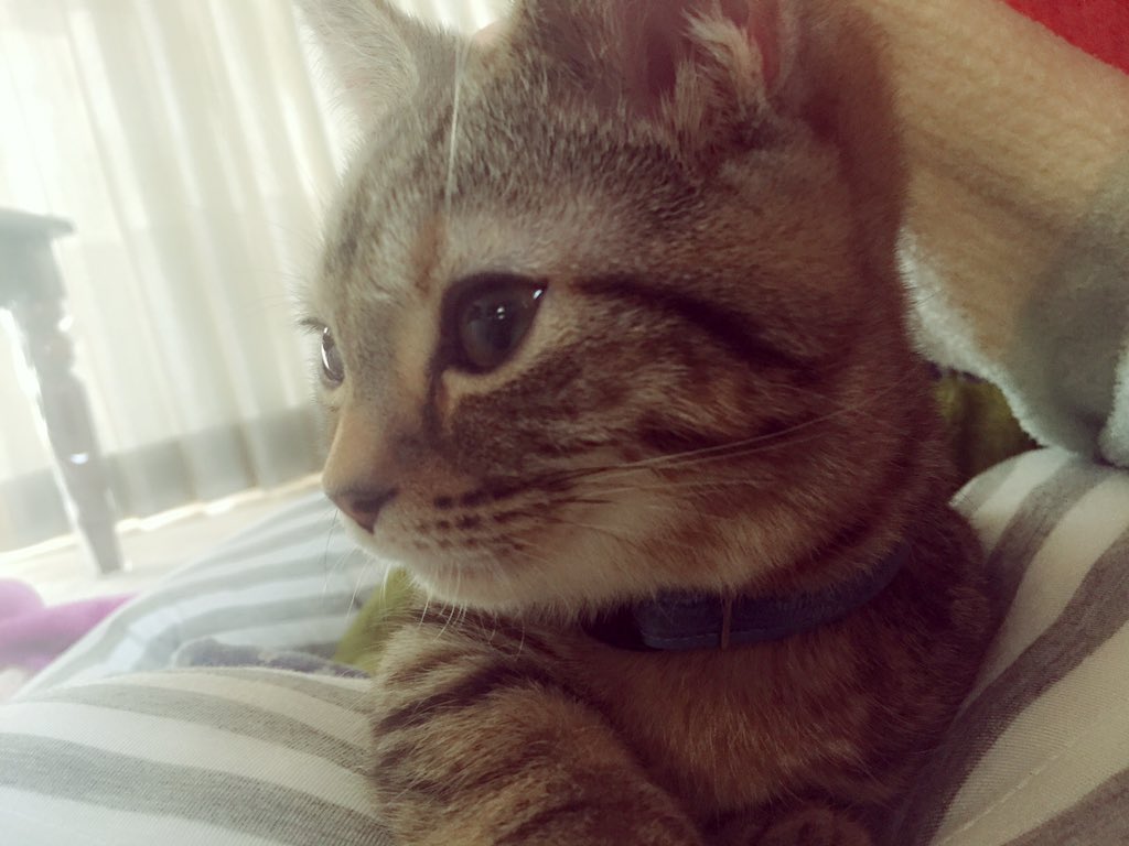 埋め込み画像への固定リンク