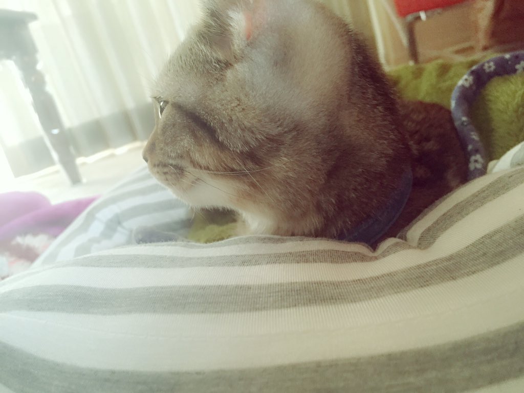 埋め込み画像への固定リンク