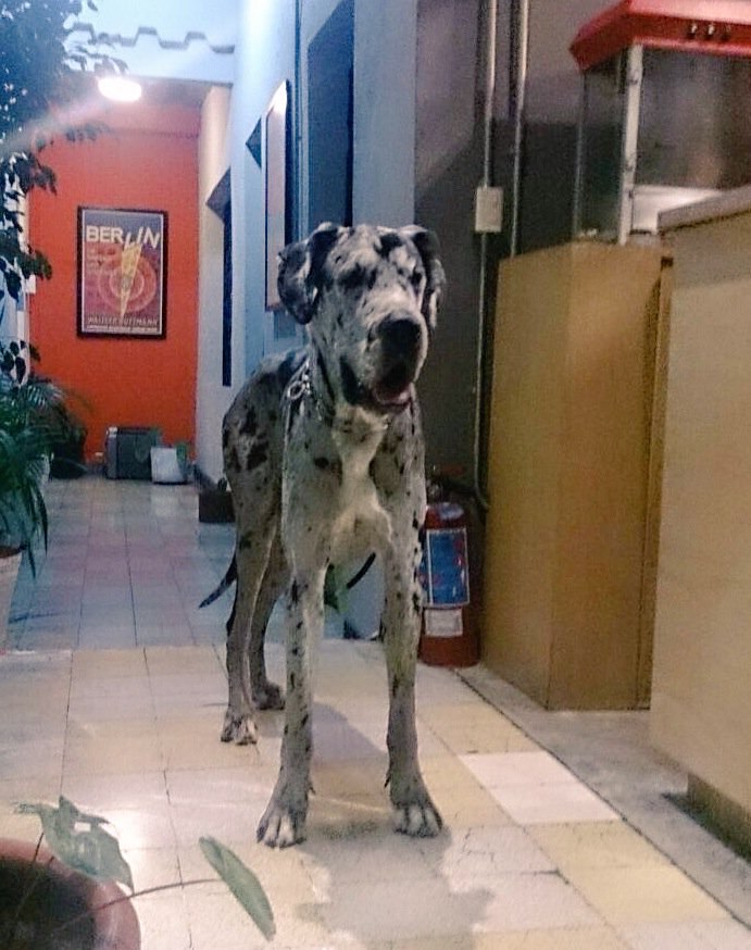 CasadelCineMx's tweet photo. Este perro perdido entró a La Casa del Cine hace un rato. ¡Ayúdennos a compartir para encontrar al dueño! https://t.co/yVPAZeo3PP