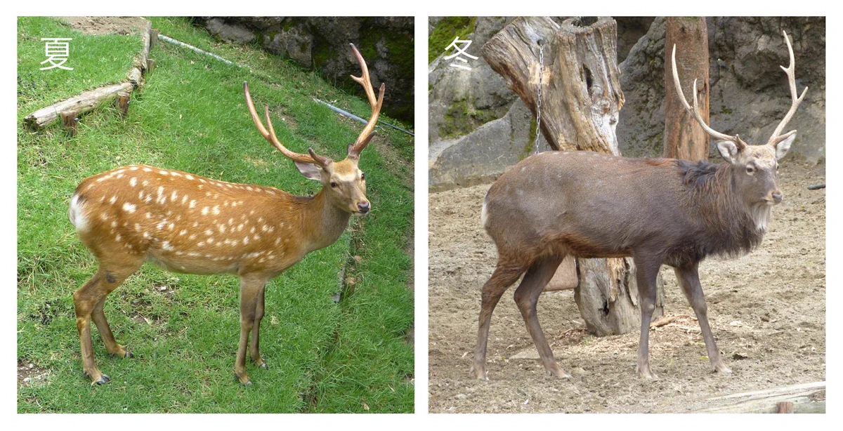 ニホンジカ ♀毛皮 23-12 ニホンジカ ♀毛皮 23-12 IMG_4110.JPG