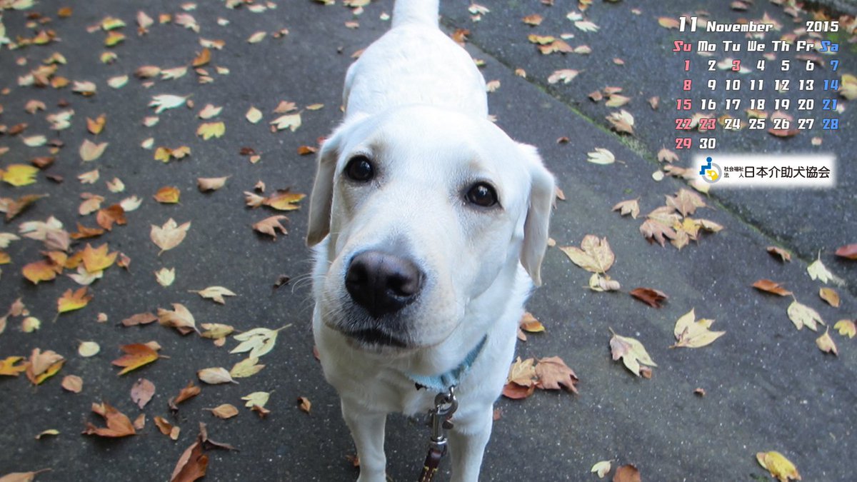 社福 日本介助犬協会 15年11月分の介助犬協会オリジナル壁紙カレンダーを更新しました 皆さんのｐｃのデスクトップに ご利用下さい ダウンロードはこちらから T Co Kuoqatvepf 今月は 紅葉とキャロルです T Co R3i1auexqc