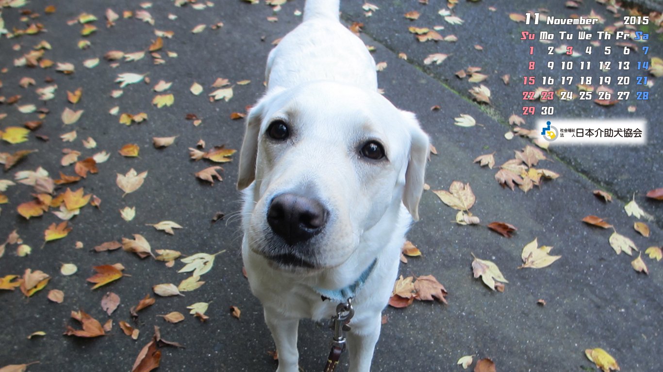 Twitter এ 社福 日本介助犬協会 15年11月分の介助犬協会オリジナル壁紙カレンダーを更新しました 皆さんのｐｃのデスクトップに ご利用下さい ダウンロードはこちらから T Co Kuoqatvepf 今月は 紅葉とキャロルです T Co R3i1auexqc