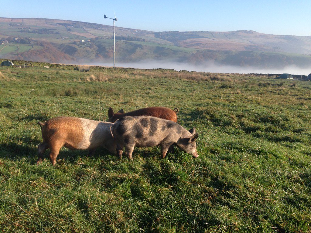 Beautiful morning and three little pigs are taking a full advantage of it #freerangers