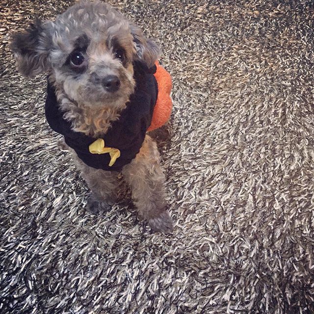 yulstagramnet's tweet photo. [INSTAGRAM] yulyulk: 불편하다 전해라 😂 #DOOE #옷입는거싫어?! https://t.co/wRvvDpXYvm #yulstagram https://t.co/wv4II4EOIB