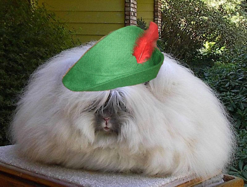TheAngoraRabbit tweet picture