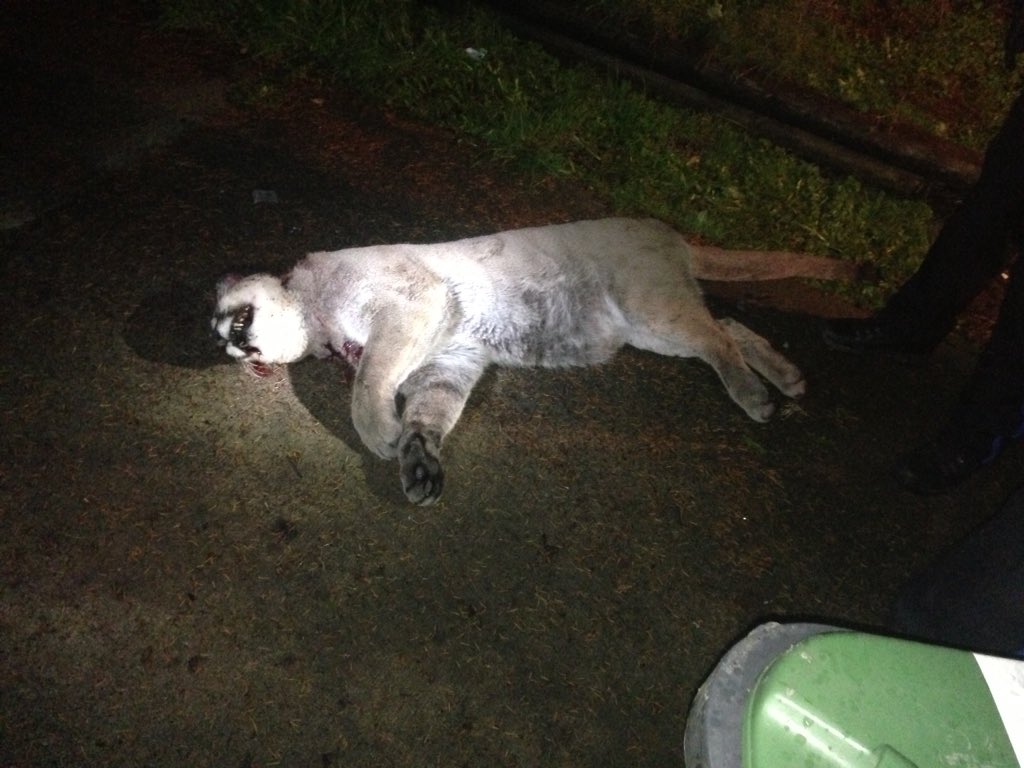 DConnellyNW's tweet image. My neighbour just sent a picture. Scary and sad. How did this end up here? #newwest