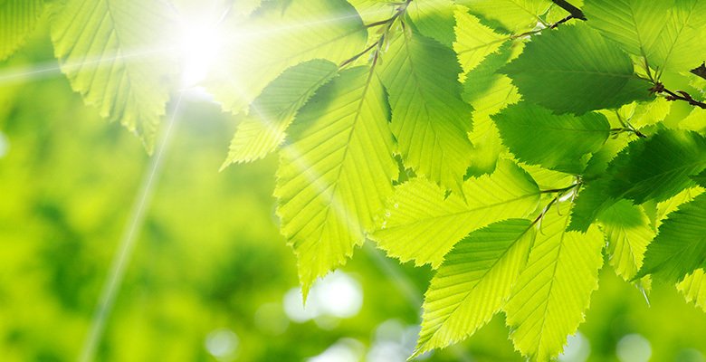 sharemsomelove's tweet photo. Green, the color of life, renewal, nature, and energy, is associated with meanings of growth, harmony and freshness, https://t.co/FEUwRq6KKI