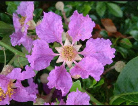 Nama panggilan sy Celine, nama mandarin sy 陈紫薇(Tan Zhi Hui) yg berarti bunga warna ungu yg mekar pd musim dingin!!😁😁