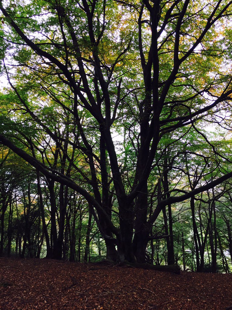 Beci79's tweet image. Autumn 2015...a walk in the woods