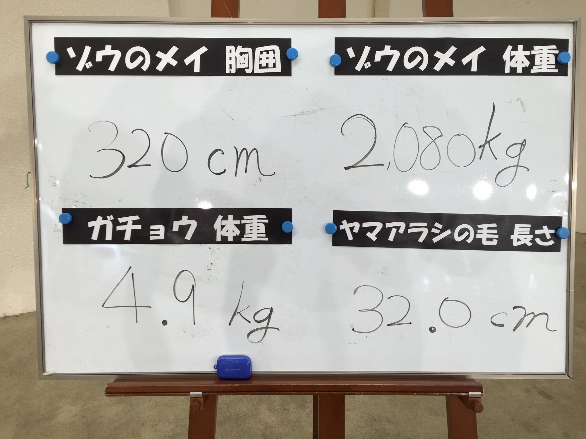 広島市安佐動物公園 公式 動物重さ長さクイズ で 動物たちの体重や胸囲を測りましたよ みなさんの予想はどうでしたか ゾウは ほぼ一生成長を続けると言われていますが メイちゃんも少し大きくなった かな T Co Uhfqzargnj Twitter