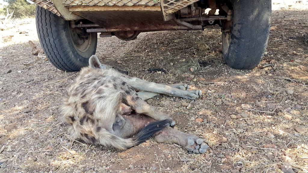 Tumelo has come to lie under my car. She's in a lot of pain... :(