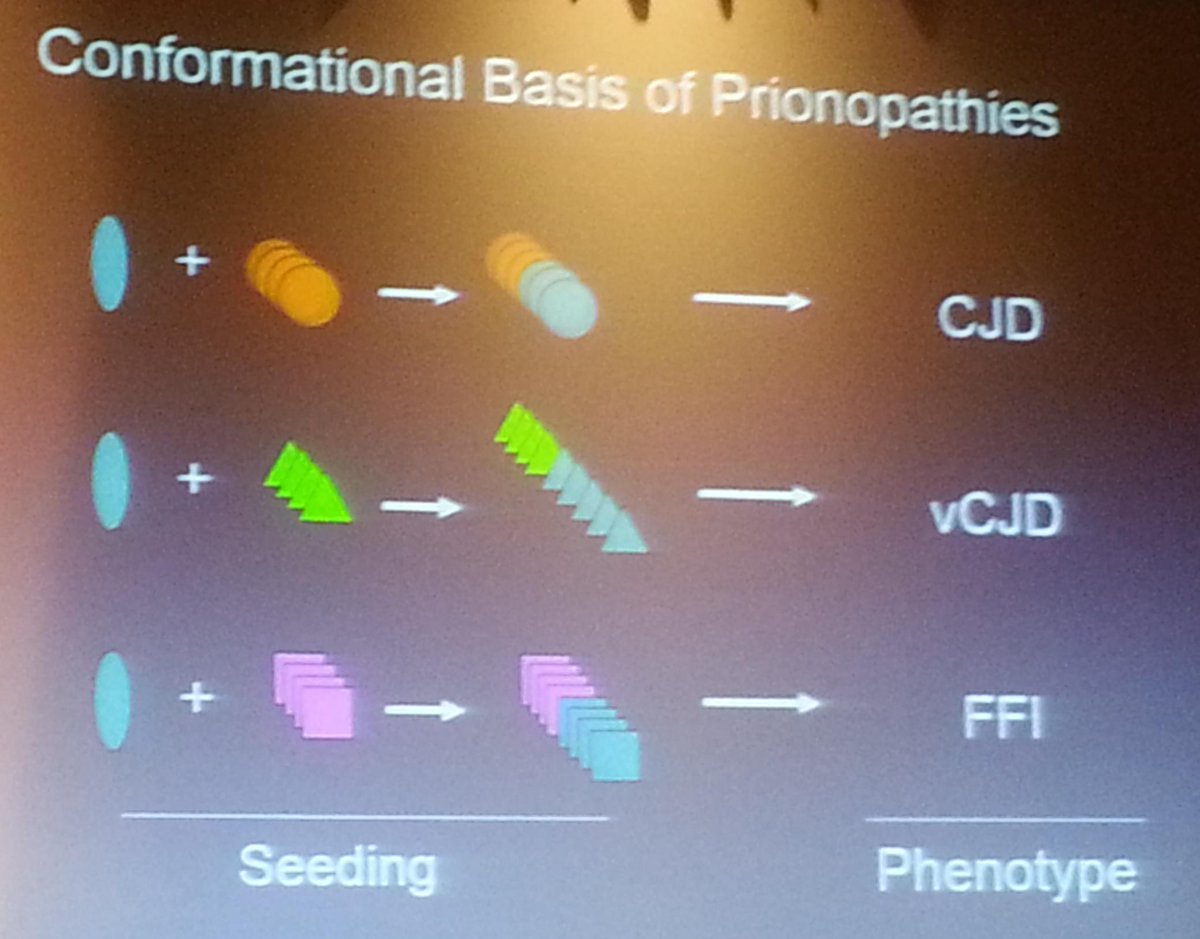 griz1's tweet photo. #DrMarcDiamond talks about protein aggregation fundamentals @ACRMtweets #PIRR2015 https://t.co/uzSyyqD1gT