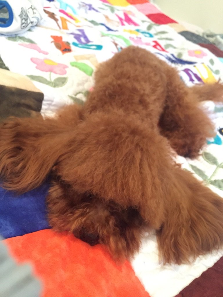 ラブライブ と中の人の歌詞bot Follutissimmoo Twitter