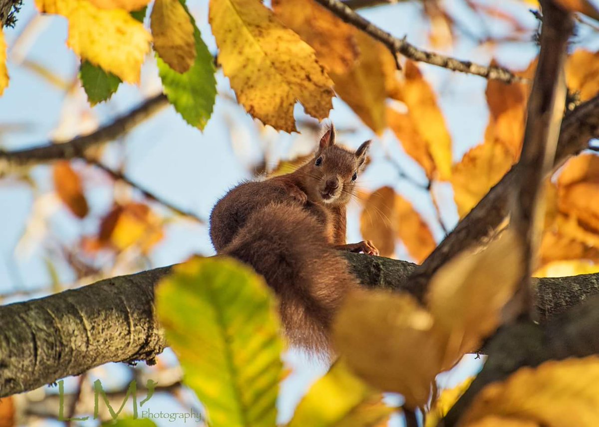 LaraMaskell's tweet photo. #redsquirrels #brownseaisland https://t.co/wxQb5nEpHb