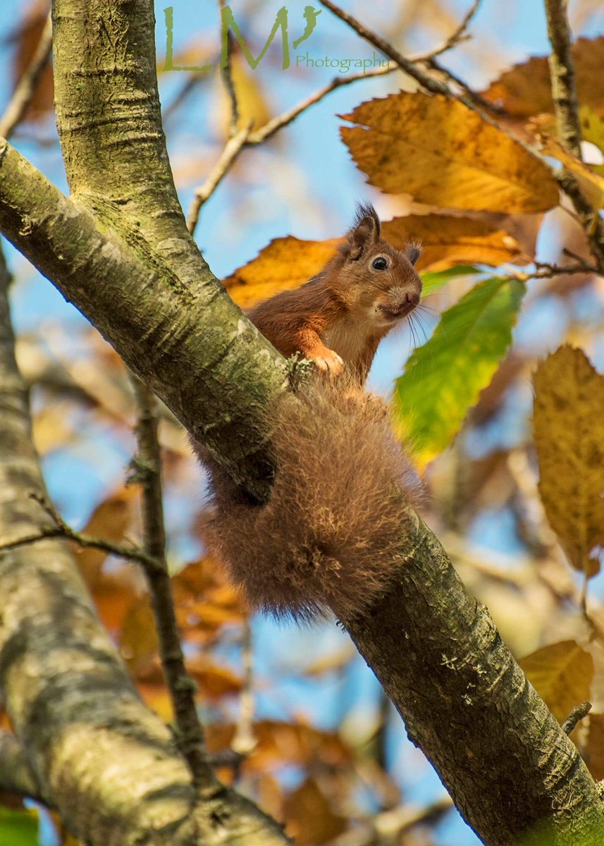 LaraMaskell's tweet photo. #redsquirrels #brownseaisland https://t.co/wxQb5nEpHb