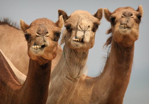 sweden_to's tweet photo. 1/1 News!!! Leonore (swedish princess) is on sale. Starting price: only 10 camels! https://t.co/05mA77HLWy