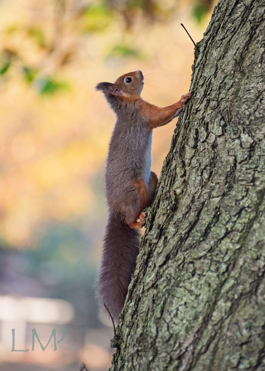 LaraMaskell's tweet photo. #redsquirrels #brownseaisland https://t.co/qKHQTotV2q