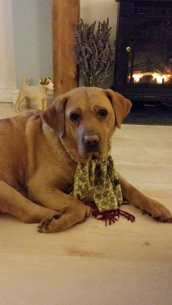 shaunkevill66's tweet image. That's why I'm a mod see. #moddog