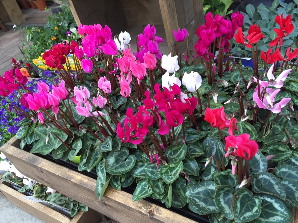 大阪豊中蛍池花屋le Valet Flower Green Twitter