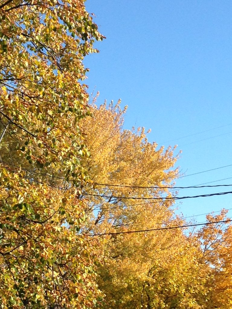 Ohh #Fall your so pretty with #colors. But you remind me that #WinterIsComing #timechange