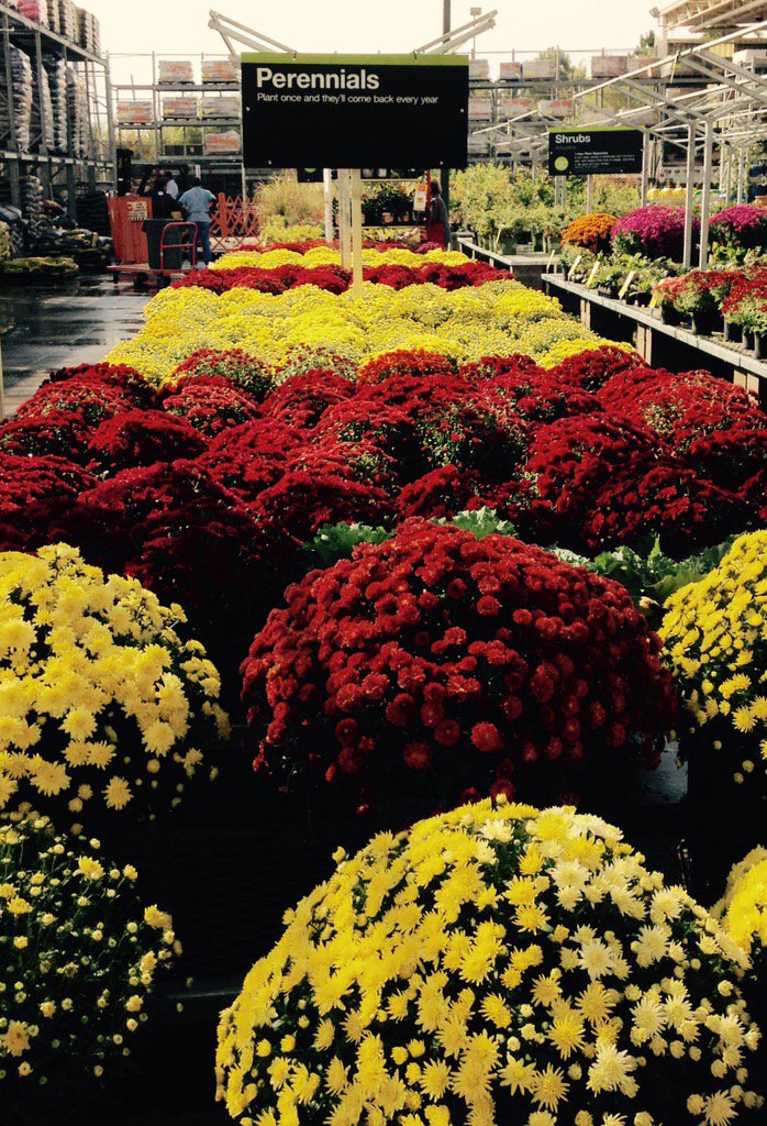 PPSKare's tweet image. THD Coastal CarolinaS wish you a Happy November✌️+1Hr=🕘to say thanks with a Mum #everyear @PPSinHD @JacobRobertsTHD