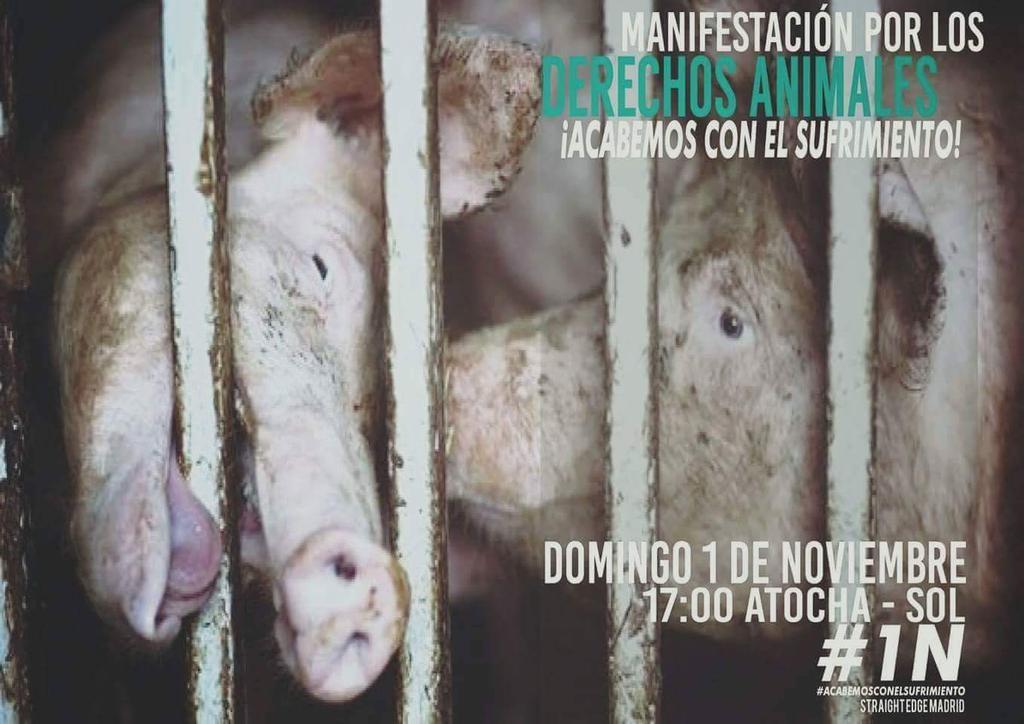 STRAIGHTEDGEMAD's tweet photo. Hoy a las 17:00 #1N #DiaMundialDelVeganismo en Atocha. 

Abogada de turno:  Beatriz Monasterio Chicharro 

XVX https://t.co/Qxi3L3MlNN