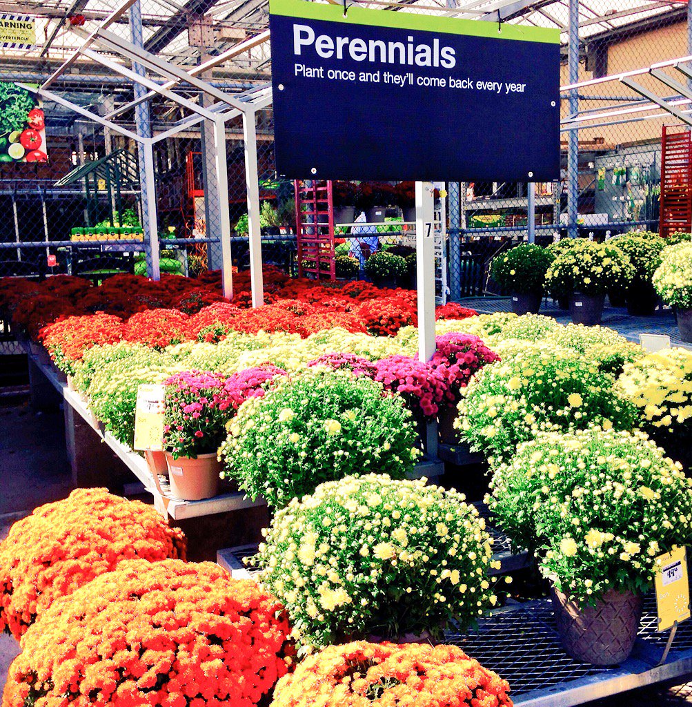 PPSKare's tweet image. THD Coastal CarolinaS wish you a Happy November✌️+1Hr=🕘to say thanks with a Mum #everyear @PPSinHD @JacobRobertsTHD