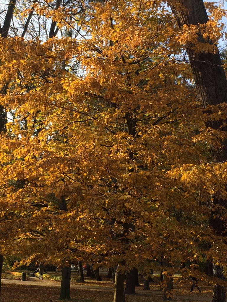 kranebitten79's tweet photo. Autumn #zopot https://t.co/pDyhU463PE