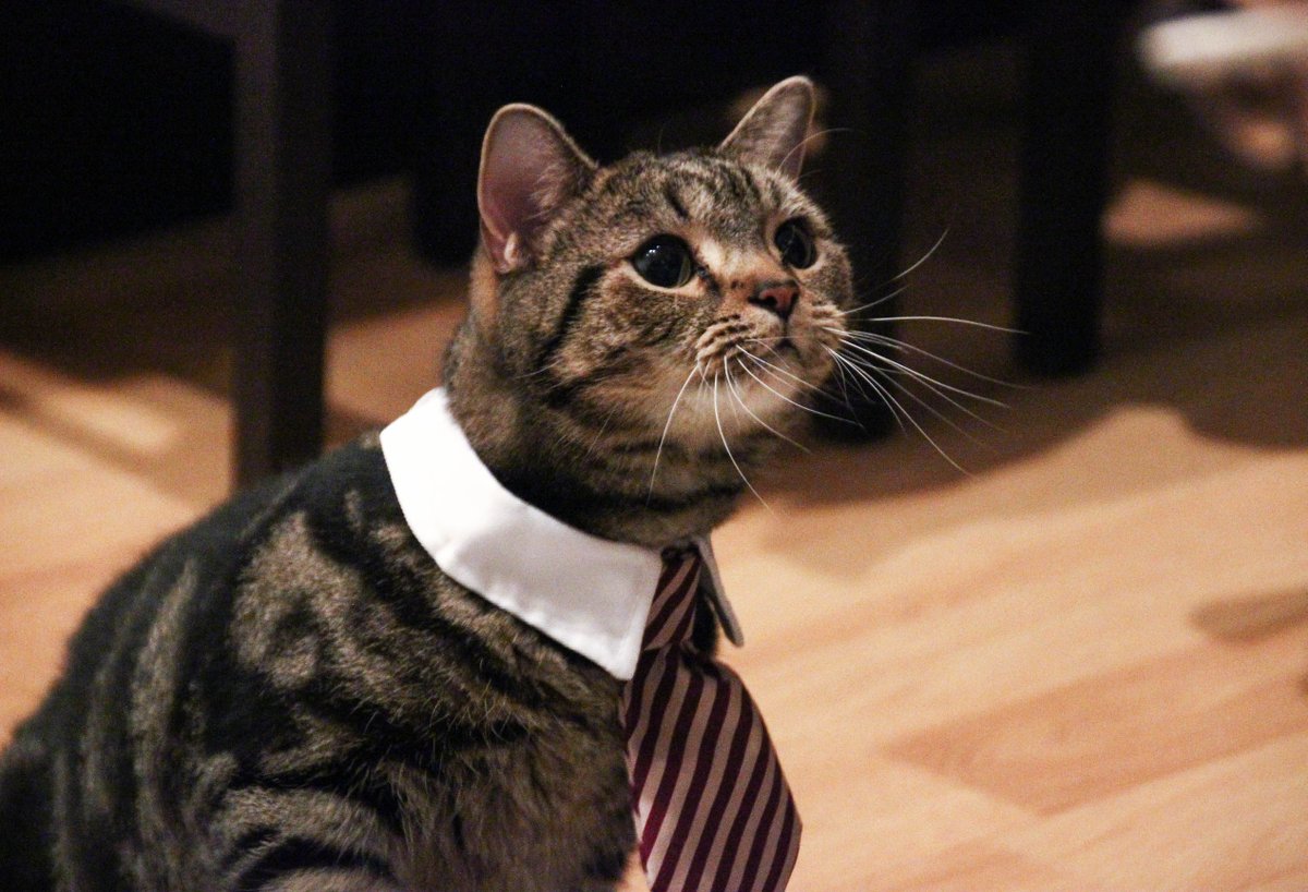 adcatalbert's tweet photo. Happy #Halloween! For now this is only my #halloweencostume, but maybe later... I'm going into business! #cats https://t.co/OnVE0v44gK