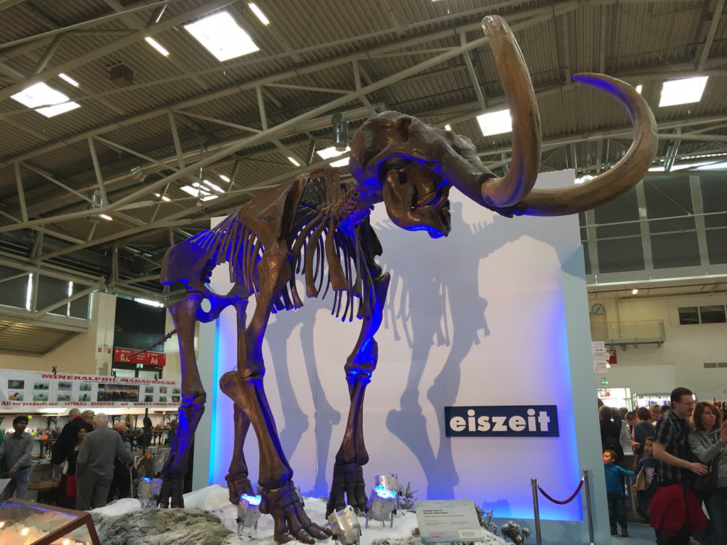 Complete mammoth skeleton on display at #munichmineralshow. Makes you feel quite small